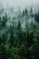 Fototapeta premium Tall, green coniferous trees dominate landscape in dense forest. Thick fog covers forest floor, creating mystic atmosphere. Perspective from vantage point looks down upon rich vegetation. Green