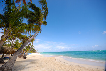Exotic beach with white sand and palms