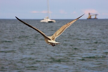 Mewa © Artur
