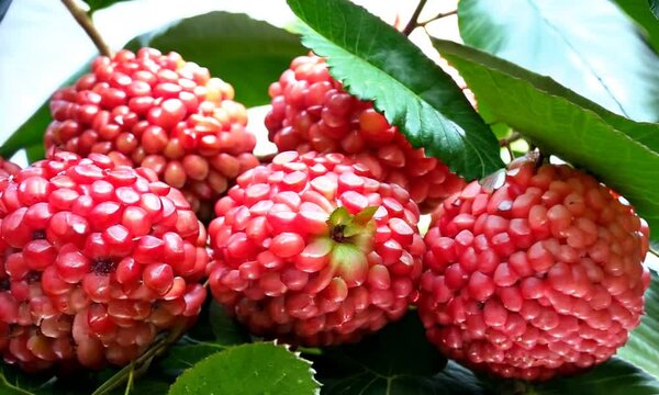 raspberry on a branch