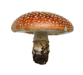 Mushroom Amanita muscaria on white background