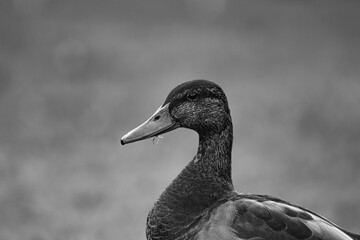 duck