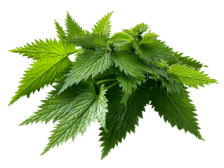 Fresh nettles isolated on white background, generative ai