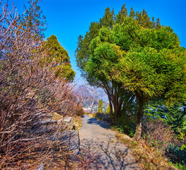 Japanese Cedar in Parco San Grato, Carona, Ticino, Switzerland