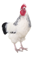 Rooster on white background