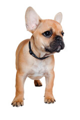 Sad french puppy bulldog is standing on at clean white background