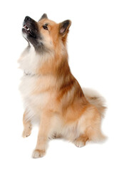 Obraz premium Happy Eurasier dog
