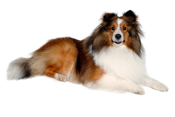 Happy shetland sheepdog taken on at clean white background