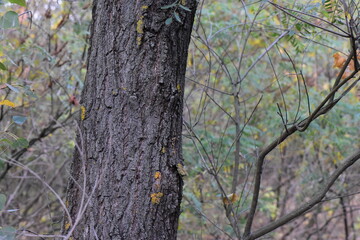 Tree bark in the autumn forest, close-up. Natural background