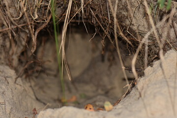 Close up view of a hole in the ground with plants growing out of it