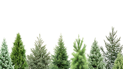 Close-Up of Lush Green Pine Branches Perfect for Holiday Decoration and Christmas Trees