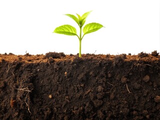 Cross Section of Fertile Soil with Small Plant Silhouette on White Background for Nature and Gardening Enthusiasts