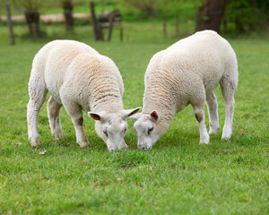 Two cute white lambs graze on meadow