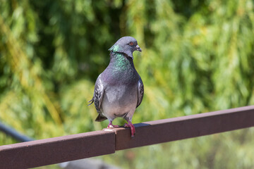 Close-up photo of a pigeon sitting on a bench 