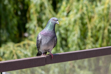 Close-up photo of a pigeon sitting on a bench 