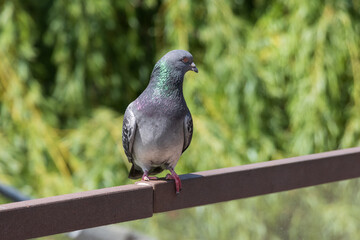 Close-up photo of a pigeon sitting on a bench 