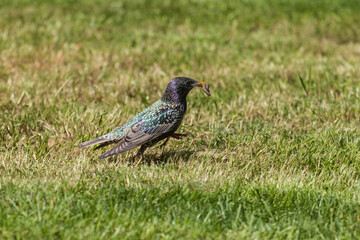 Close-up photo of a Common starling bird