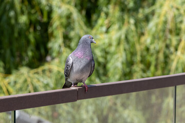 Close-up photo of a pigeon sitting on a bench 