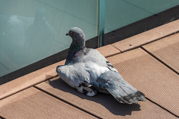 Photo of a pigeon laying on the ground