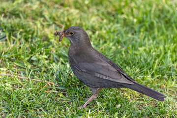 Close-up photo of a common black bird with worms in its beak