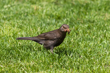 Close-up photo of a common black bird with worms in its beak