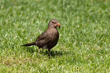 Close-up photo of a common black bird with worms in its beak