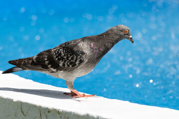 Pigeon on a fountain
