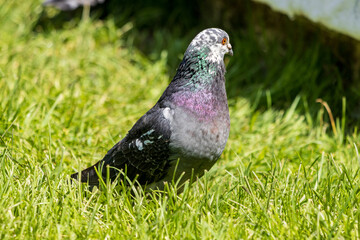 pigeon on grass