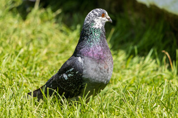 pigeon on grass