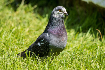 pigeon on grass