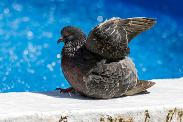 Pigeon on a fountain