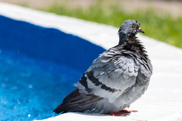 Pigeon on a fountain