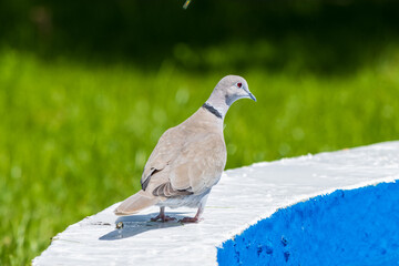 Pigeon on a fountain
