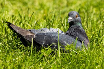 pigeon on grass
