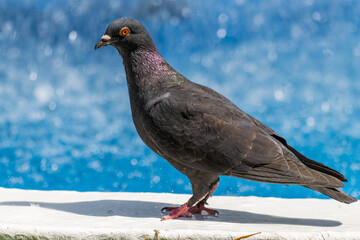 Pigeon on a fountain