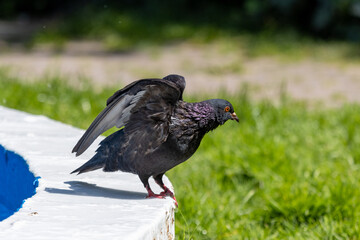 Pigeon on a fountain