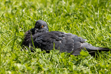 pigeon on grass