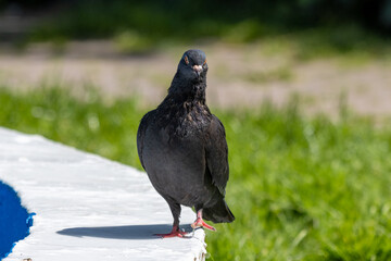 Pigeon on a fountain