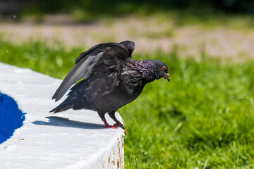 pigeon in the park