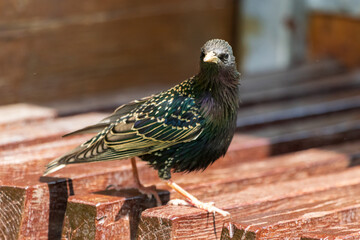 Close-up photo of a Common starling bird
