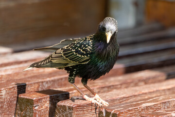 Close-up photo of a Common starling bird