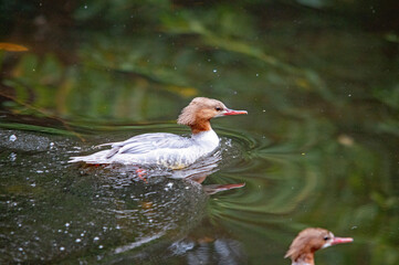 Gänsesäger-Weibchen schwimmt auf dem Wasser