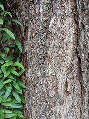 Border frame background with long thin leaves and thick textured tree bark in vertical format