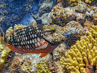 Caribbean coral garden