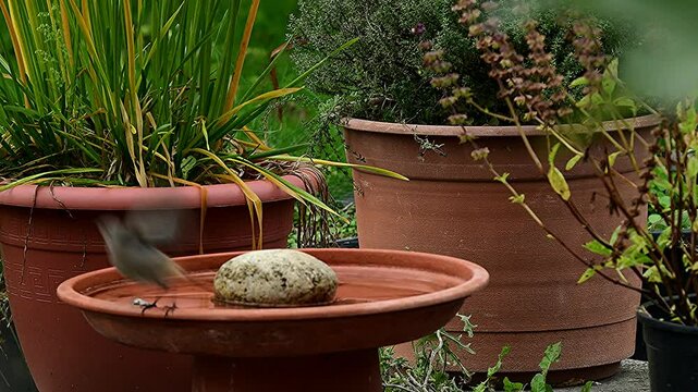 black redstart bathing in a bowl on a terrace in Germany in autumn