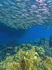 Baitball off the coast of the Cariibean island of Bonaire