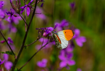 butterfly macrocharis cardamineso photography nature flower, Anthocharis cardamines
