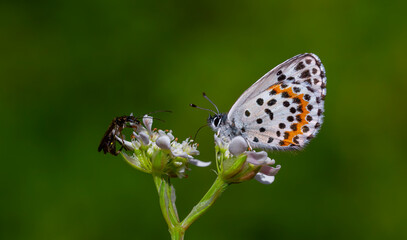 a wonderful little butterfly with black dots,Checkered Blue, Scolitantides orion