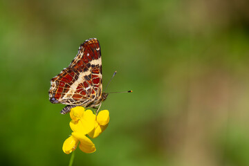 map butterfly feeding on flower, European Map, Araschnia levana