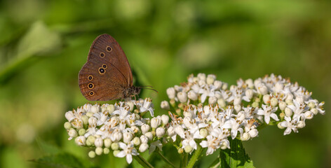 big brown butterfly on white flowers, Ringlet, Aphantopus hyperantus
